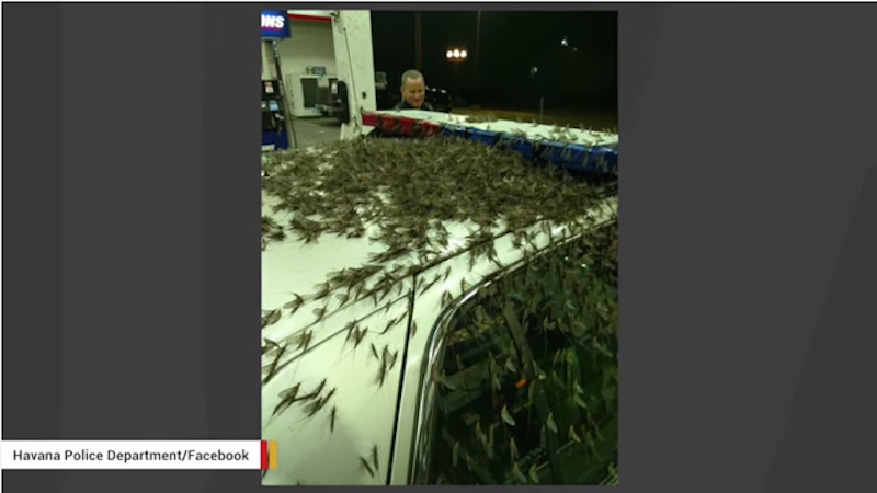 Illustration for article titled Mayflies Invade Bridge in Central Illinois, End Of Days ImminentÂ